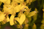 Woody goldenrod